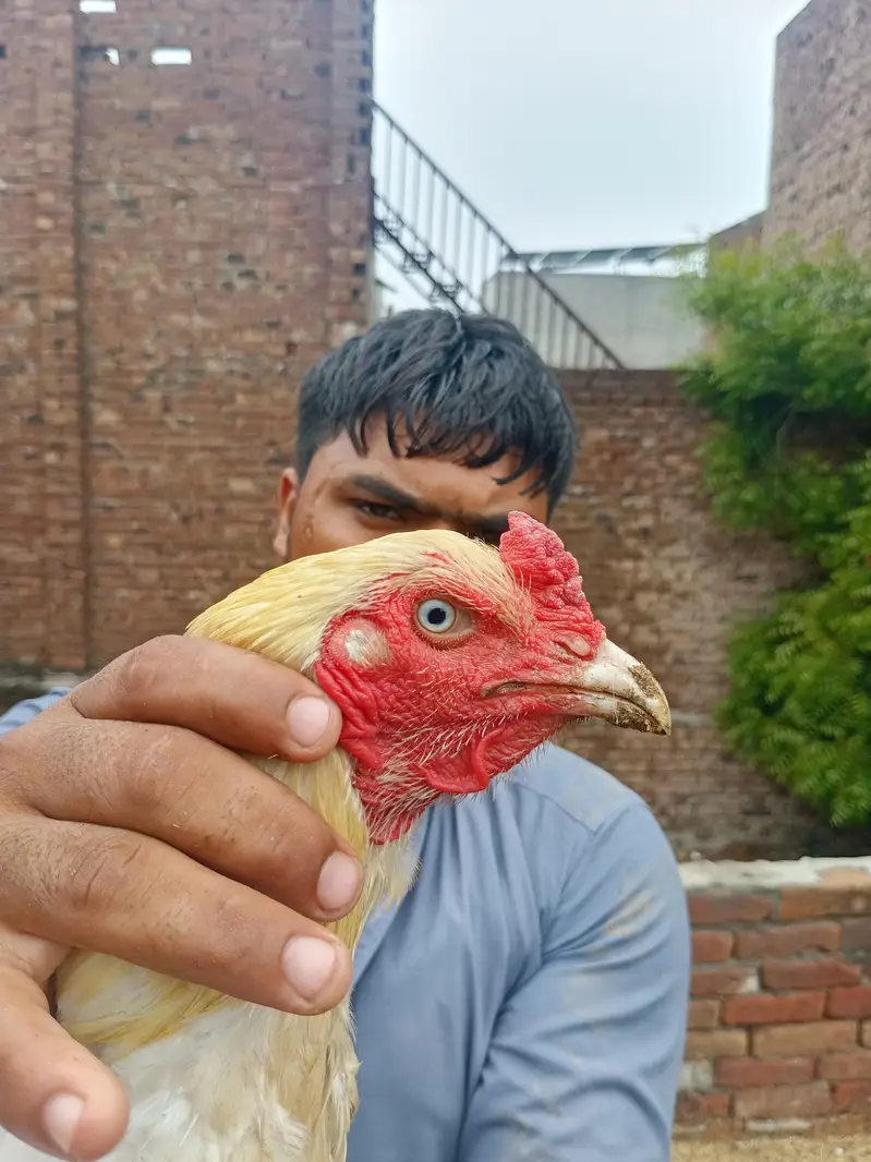 White shamoo cross murga or Pakistani murgi. — photo 4