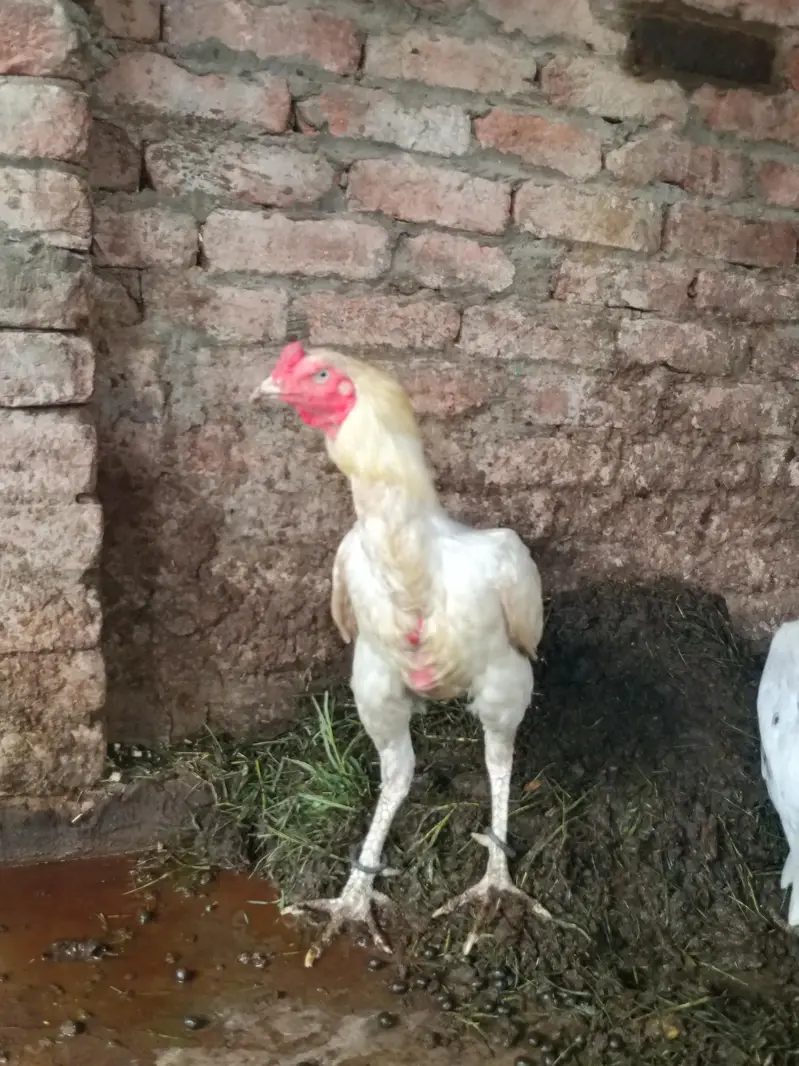 White shamoo cross murga or Pakistani murgi. — photo 6