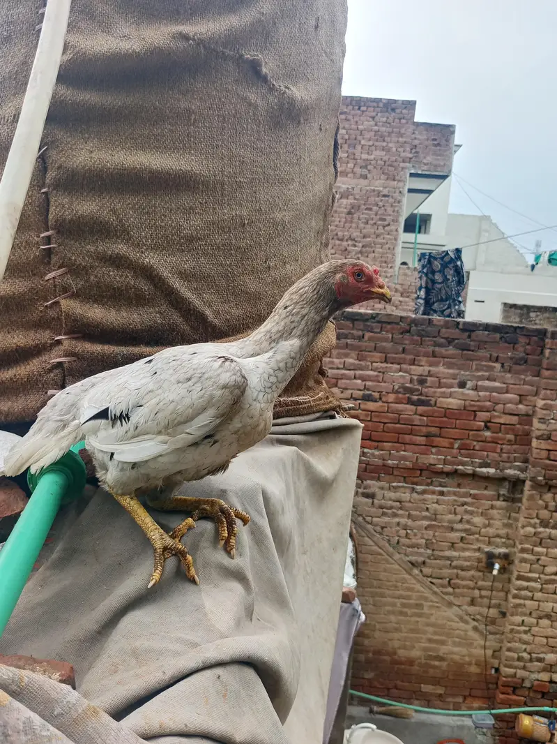 White shamoo cross murga or Pakistani murgi. — photo 8