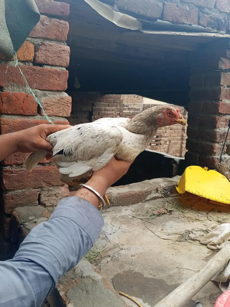 White shamoo cross murga or Pakistani murgi. — photo 10