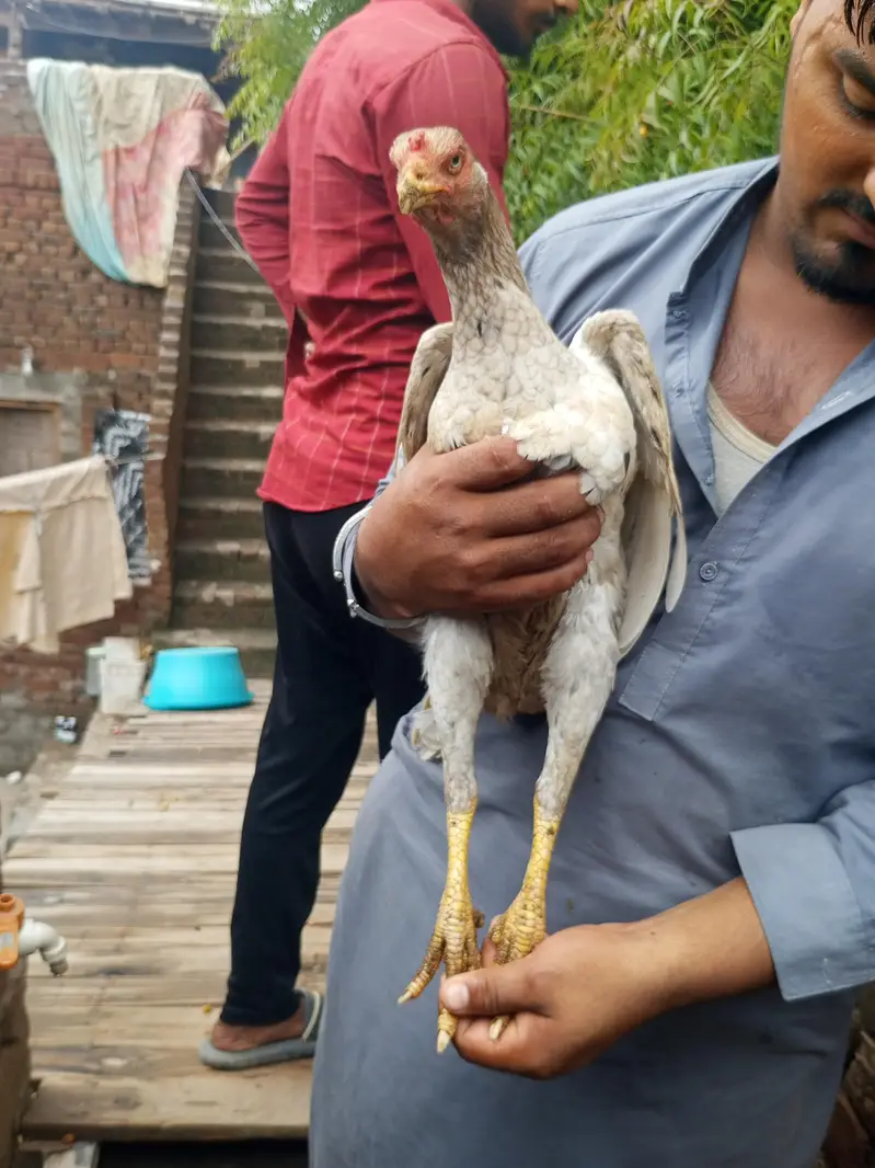 White shamoo cross murga or Pakistani murgi. — photo 11