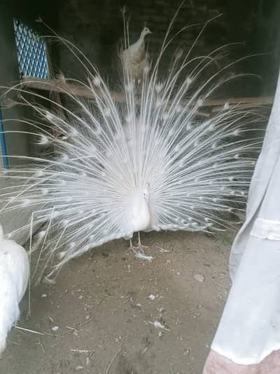 Peacocks / white Peacocks / green jawa Peacocks / Peacock