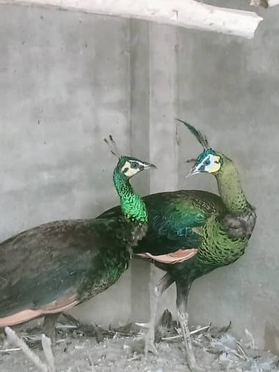 Peacocks / white Peacocks / green jawa Peacocks / Peacock