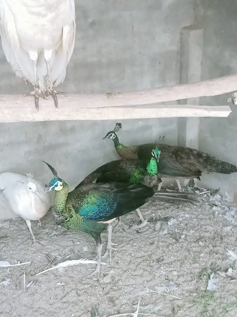 Peacocks / white Peacocks / green jawa Peacocks / Peacock — photo 4