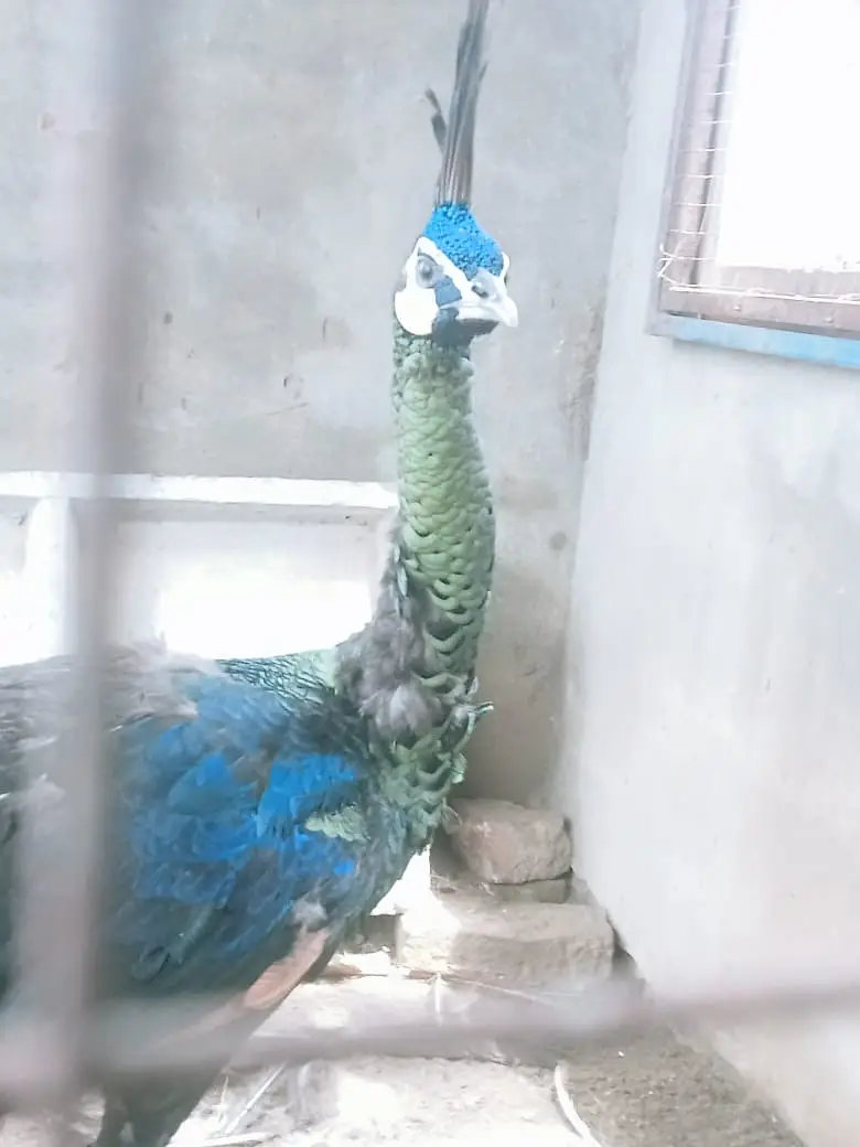Peacocks / white Peacocks / green jawa Peacocks / Peacock — photo 5