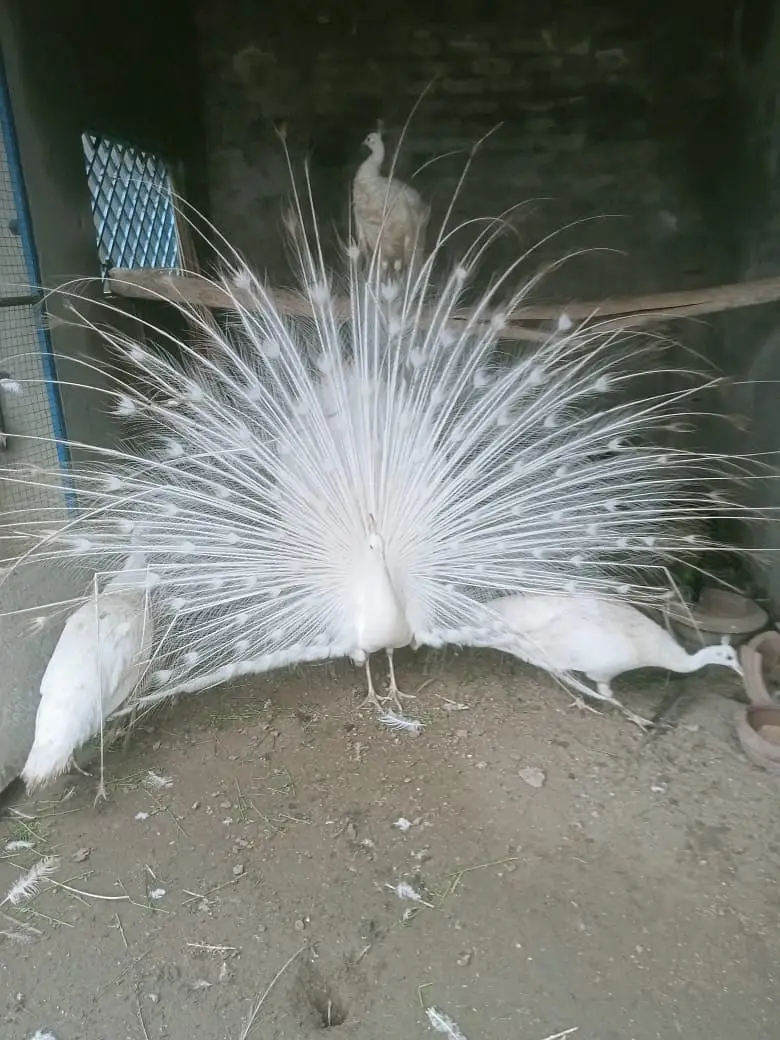 Peacocks / white Peacocks / green jawa Peacocks / Peacock — photo 6