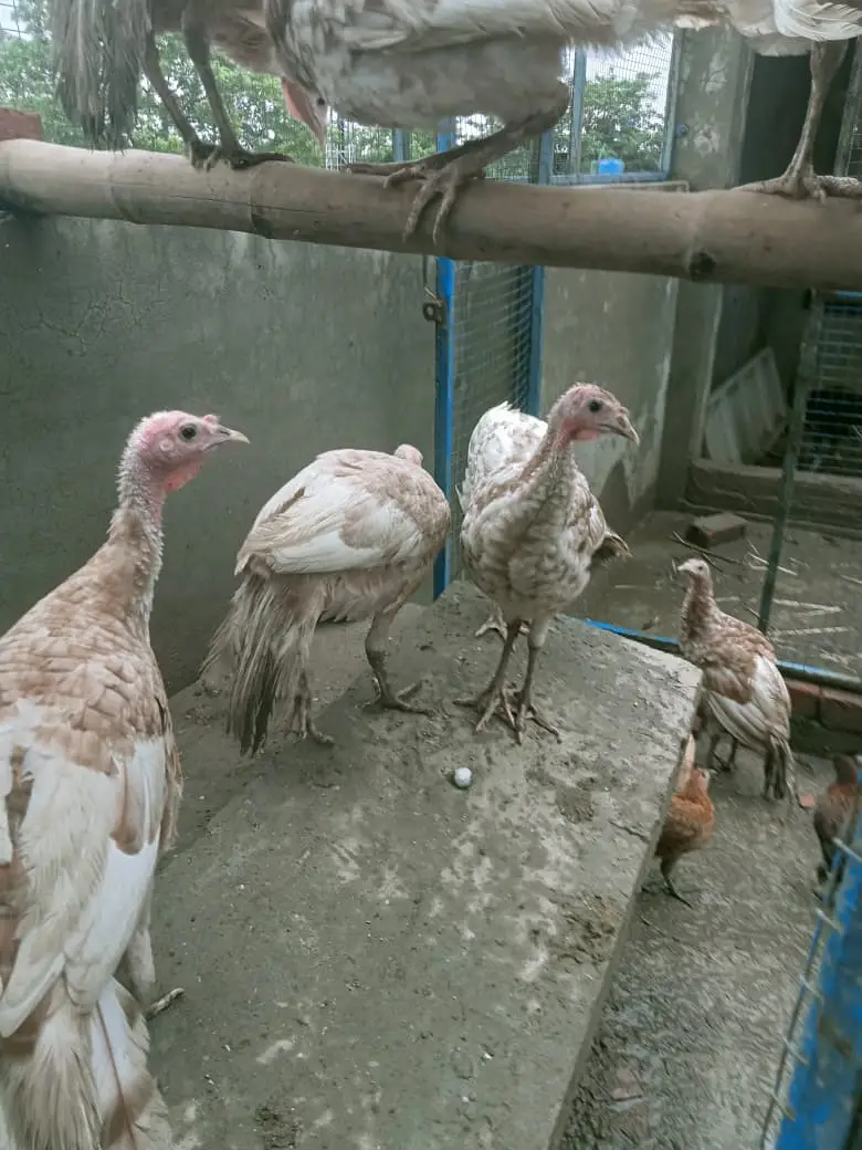 Turkey Birds  / Turkey / golden Turkey Birds  / Turkey chicks