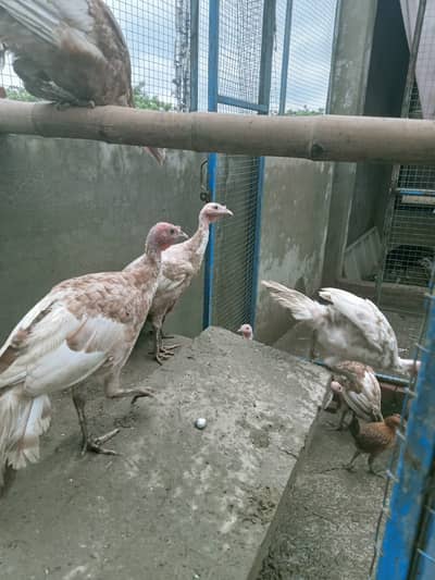 Turkey Birds  / Turkey / golden Turkey Birds  / Turkey chicks