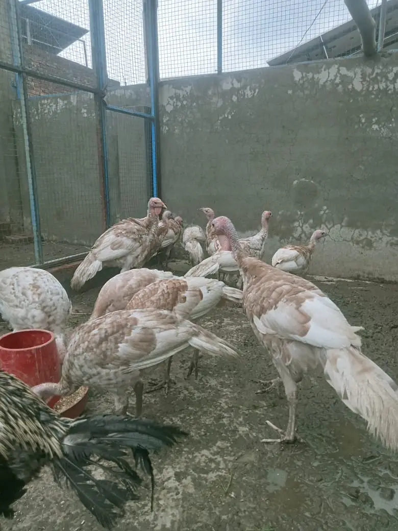 Turkey Birds  / Turkey / golden Turkey Birds  / Turkey chicks — photo 3