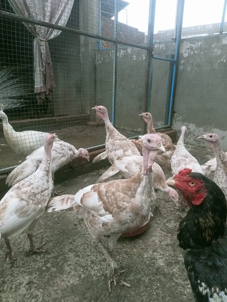 Turkey Birds  / Turkey / golden Turkey Birds  / Turkey chicks — photo 4