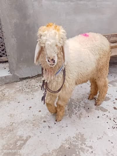 beautiful male chatra