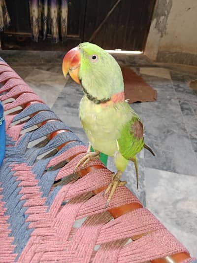tamed Raw parrot for sale