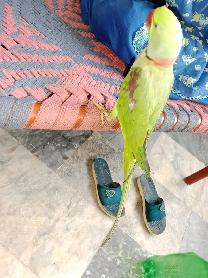 tamed Raw parrot for sale — photo 2