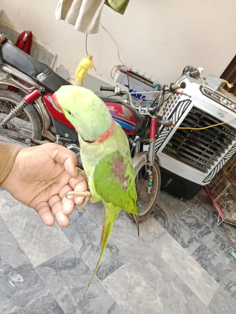 tamed Raw parrot for sale — photo 3