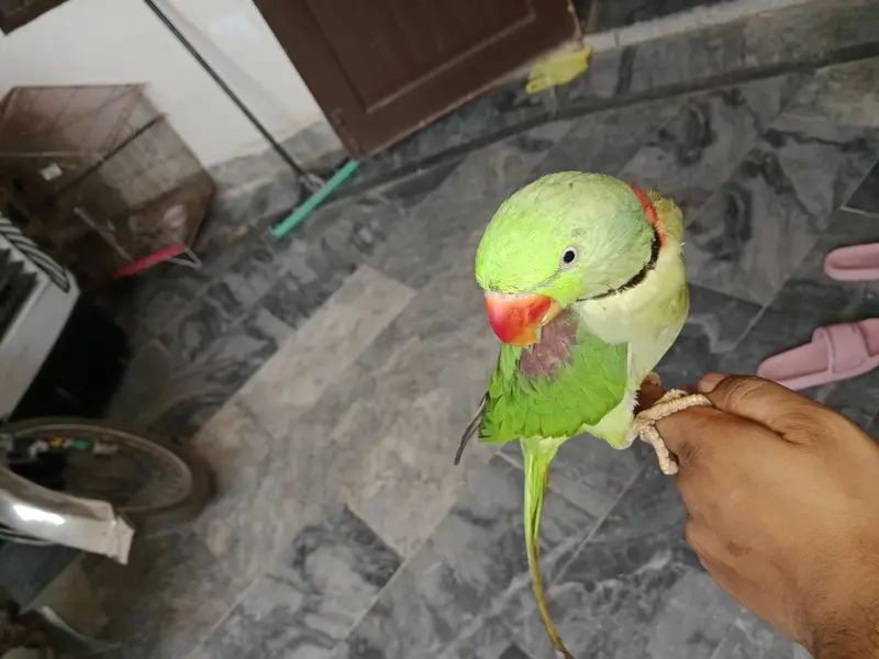 tamed Raw parrot for sale — photo 4