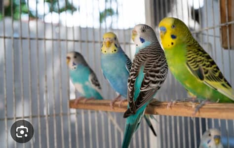 Australian parrot