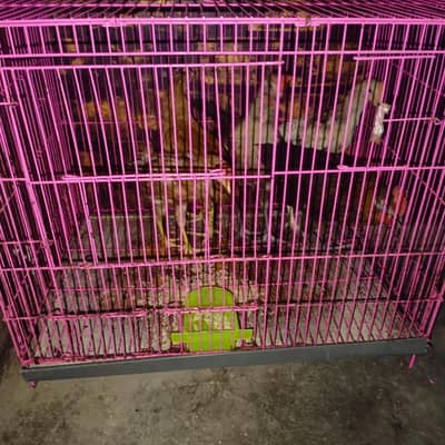 5 month chick   5 are avilable very good helthy