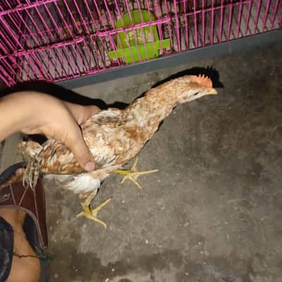 Urgent Sale: 5 Golden Misri Chick 5 Month - Rs. 2800 Full Lot - Lahore