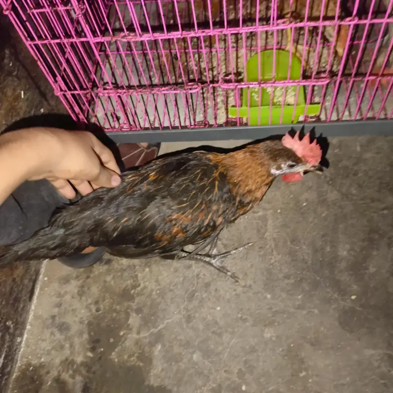 Urgent Sale: 5 Golden Misri Chick 5 Month - Rs. 2800 Full Lot - Lahore — photo 2