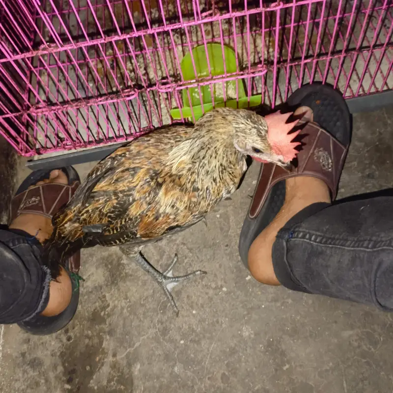 Urgent Sale: 5 Golden Misri Chick 5 Month - Rs. 2800 Full Lot - Lahore — photo 3