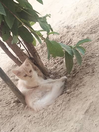 *"Beautiful Cream Semi-Persian Kitten - Litter Trained "*