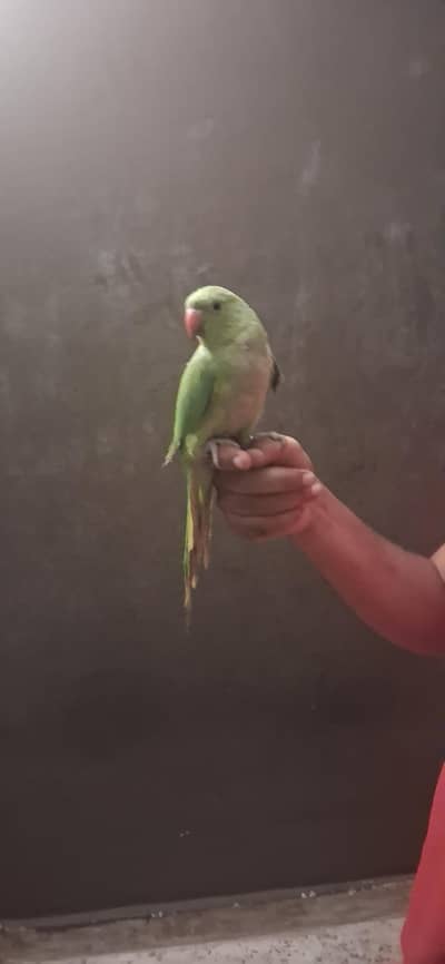 home breed hand tam chick for sale 0 bite