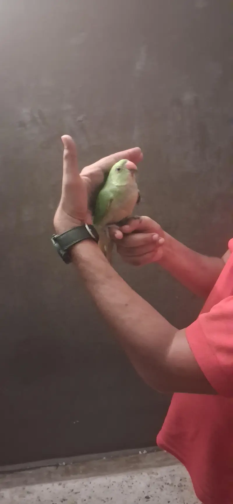 home breed hand tam chick for sale 0 bite — photo 2