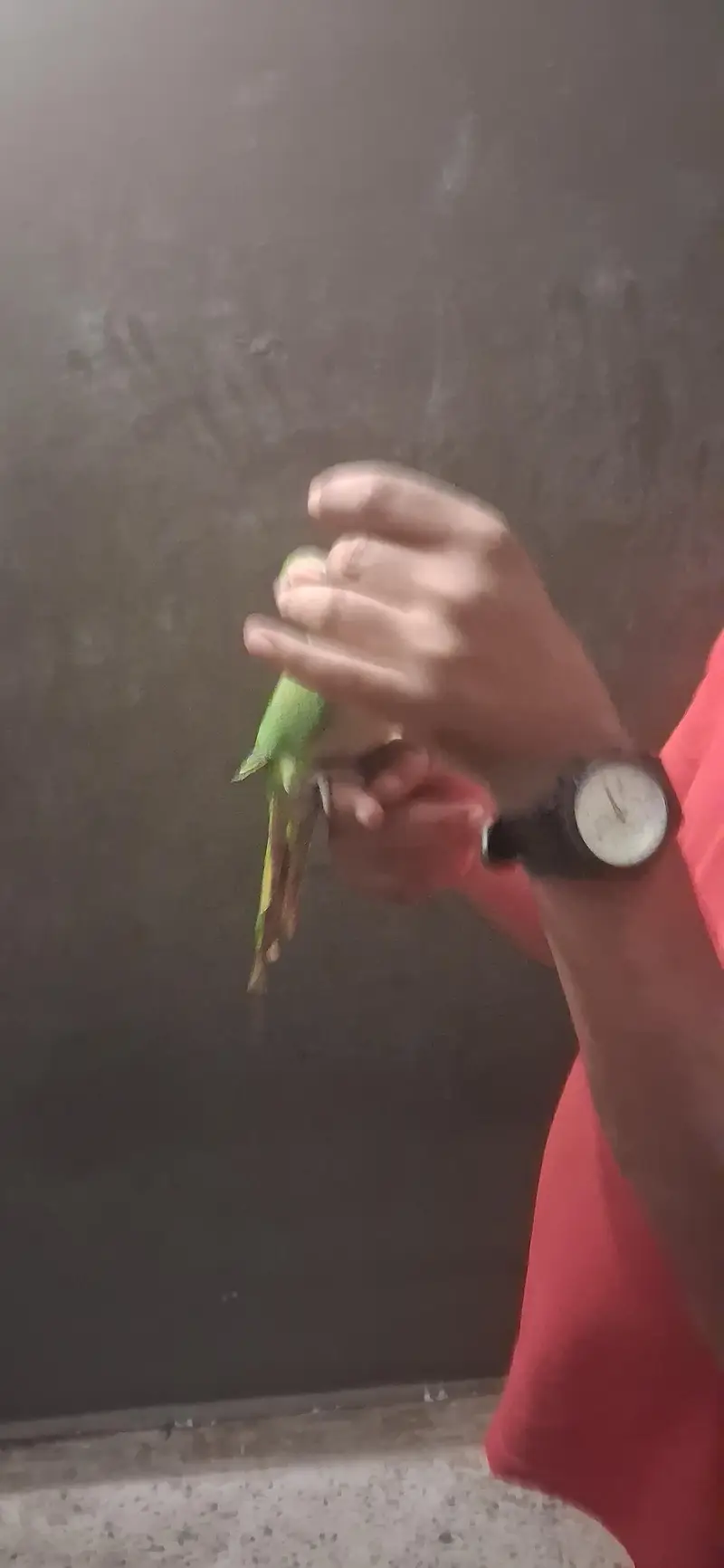 home breed hand tam chick for sale 0 bite — photo 3