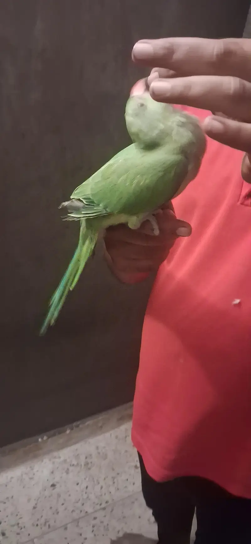 home breed hand tam chick for sale 0 bite — photo 4