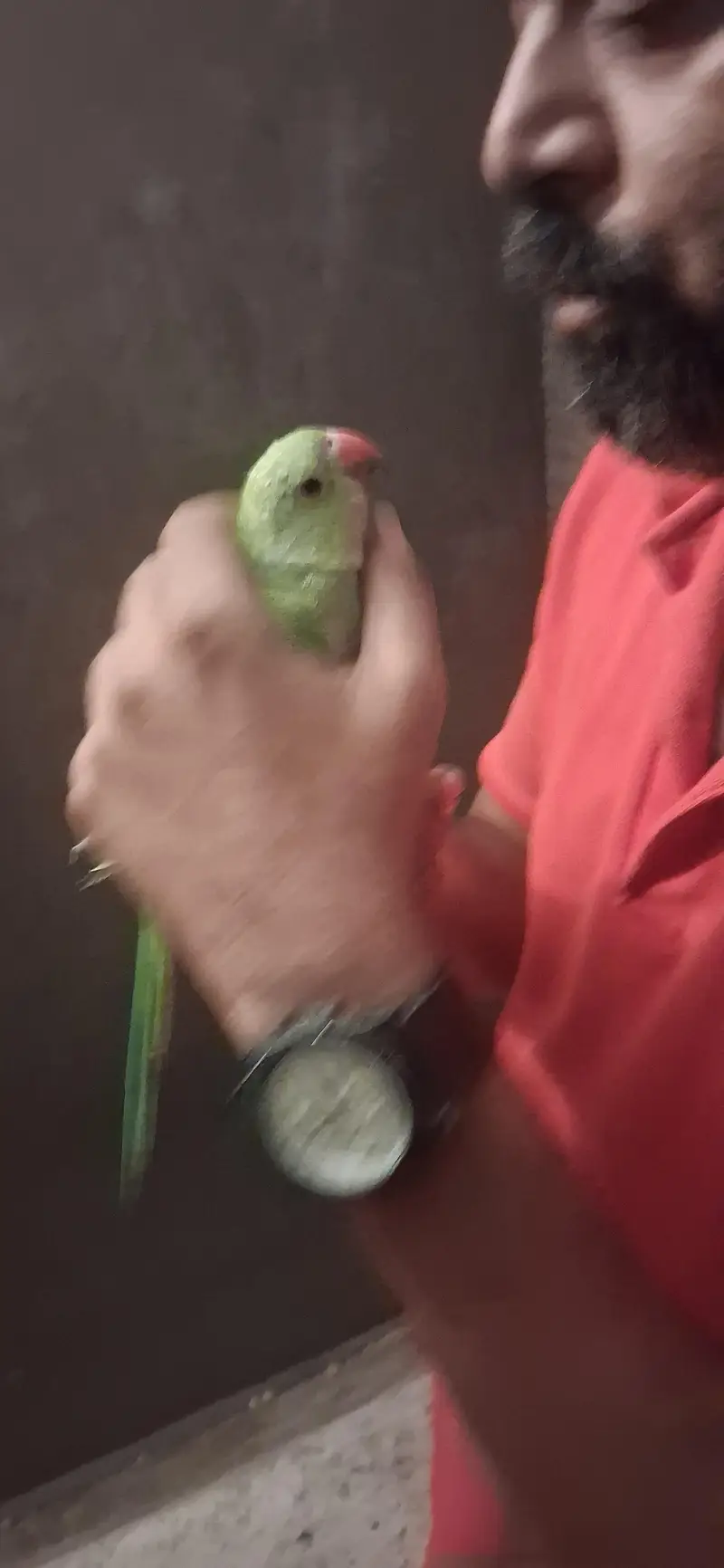 home breed hand tam chick for sale 0 bite — photo 5