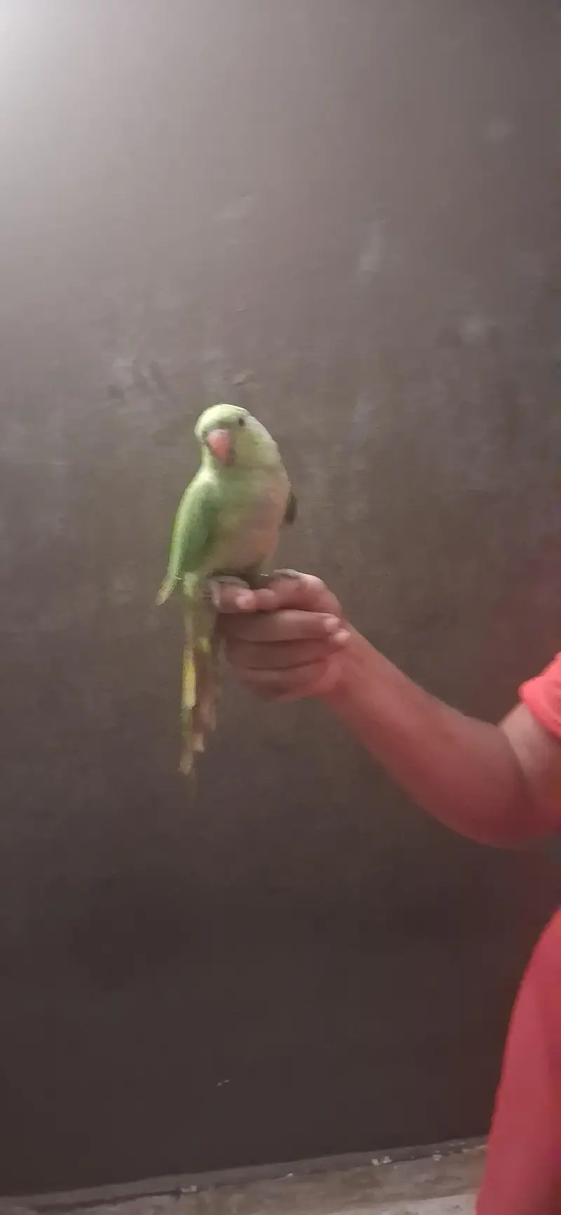 home breed hand tam chick for sale 0 bite — photo 7