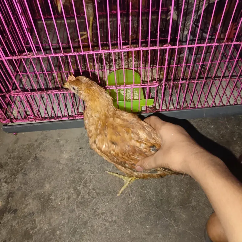 Urgent Sale: 5 Golden Misri Chick 5 Month - Rs. 2800 Full Lot - Lahore — photo 4