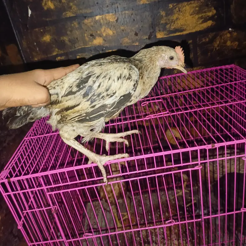 Urgent Sale: 5 Golden Misri Chick 5 Month - Rs. 2800 Full Lot - Lahore — photo 5