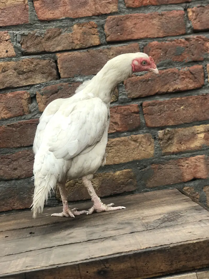 herra madi pure active — photo 10