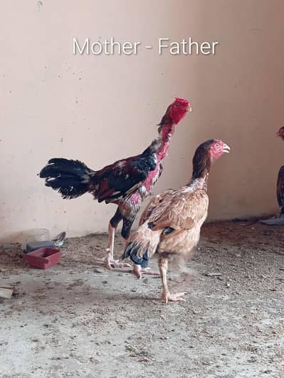 7 Aseel Chicks