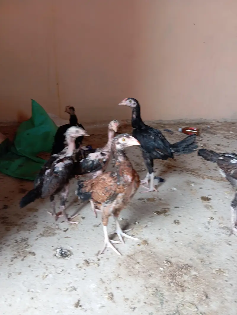 7 Aseel Chicks — photo 2