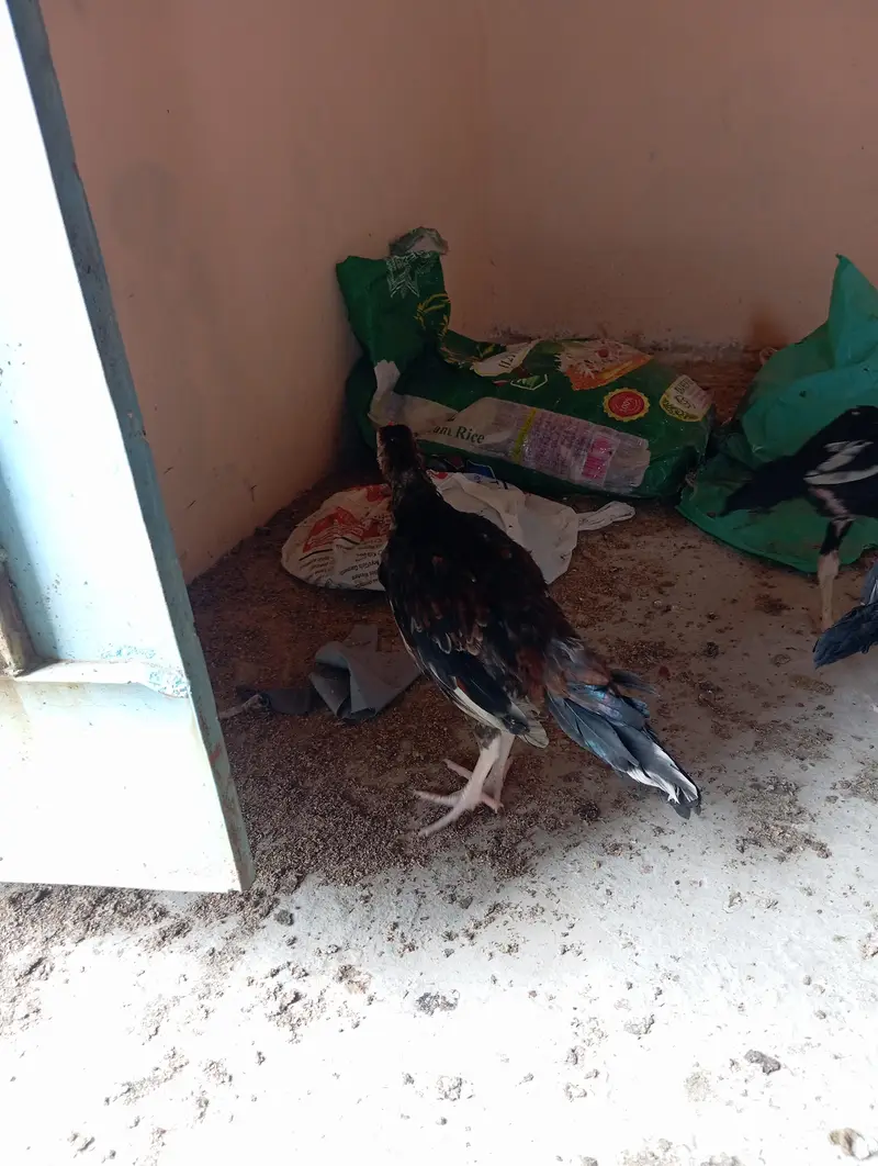 7 Aseel Chicks — photo 3