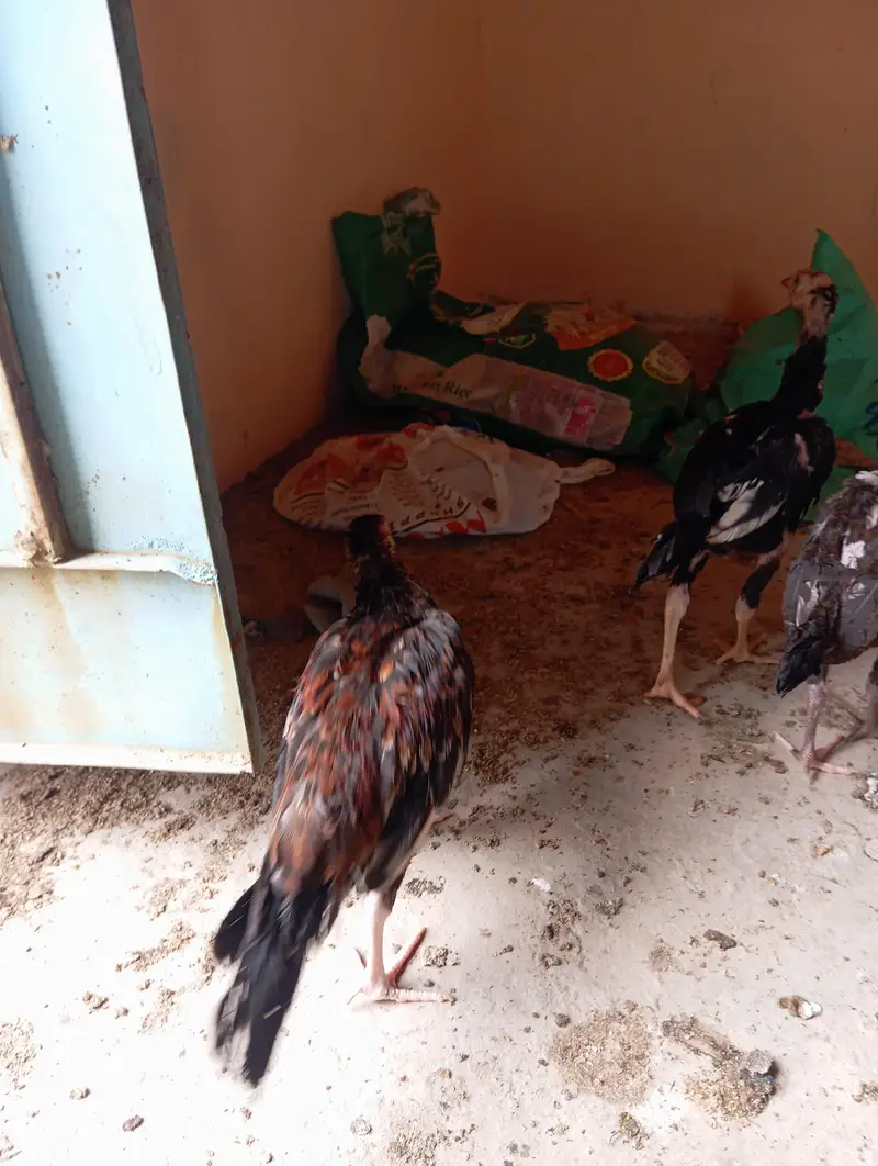 7 Aseel Chicks — photo 4