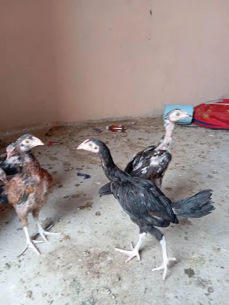 7 Aseel Chicks — photo 5