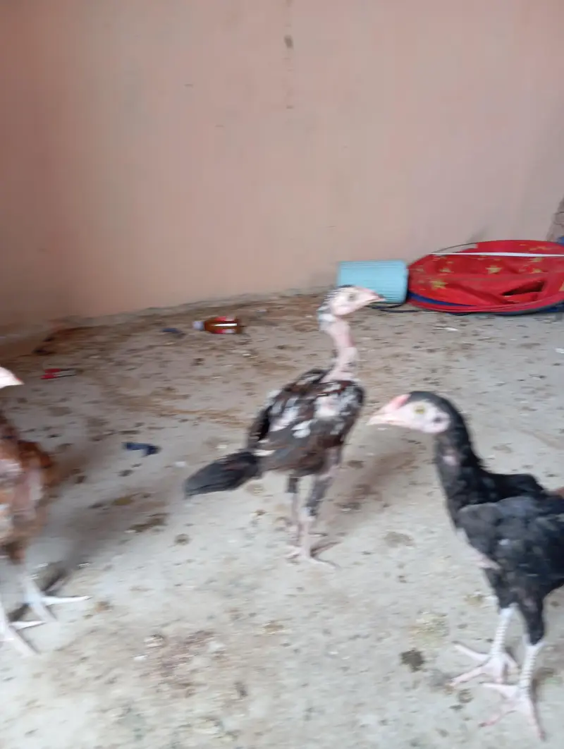 7 Aseel Chicks — photo 6