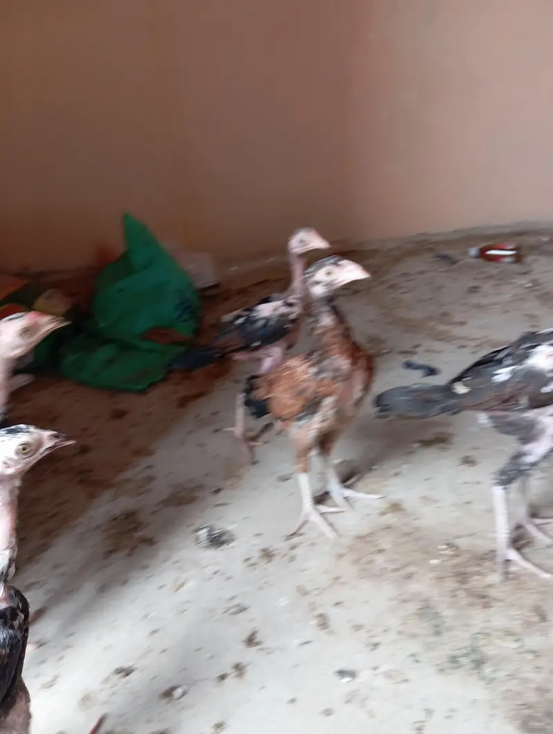 7 Aseel Chicks — photo 7