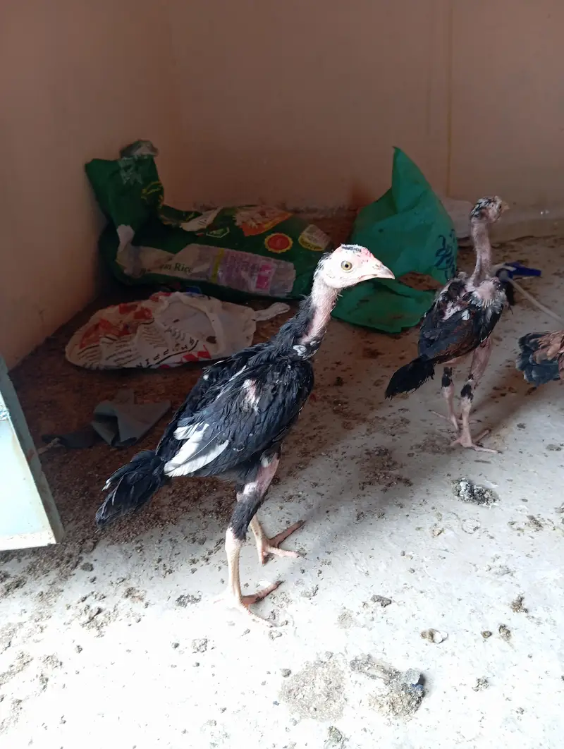 7 Aseel Chicks — photo 8