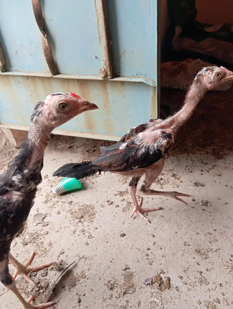 7 Aseel Chicks — photo 9
