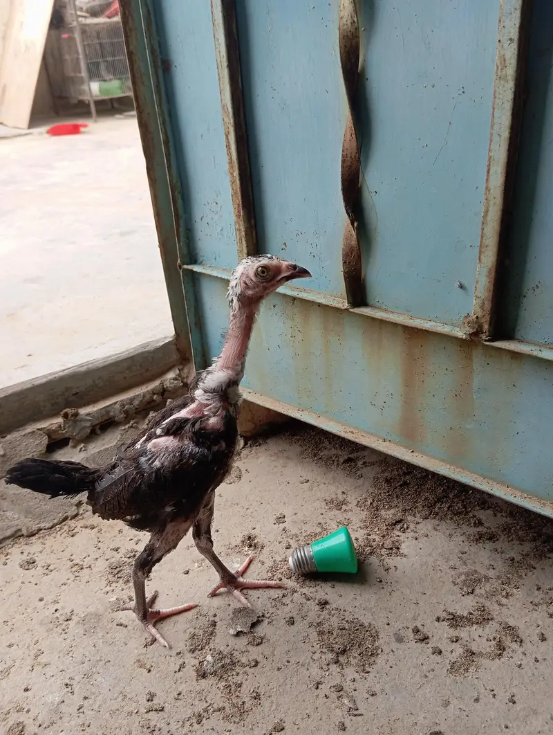 7 Aseel Chicks — photo 10