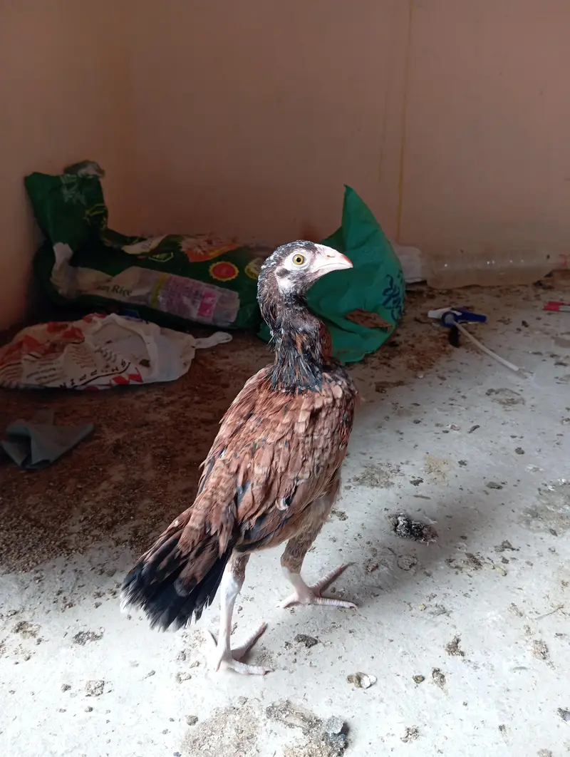 7 Aseel Chicks — photo 11