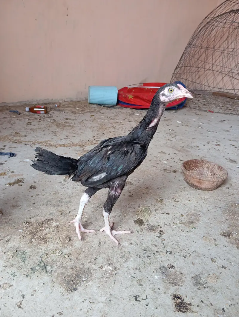7 Aseel Chicks — photo 12