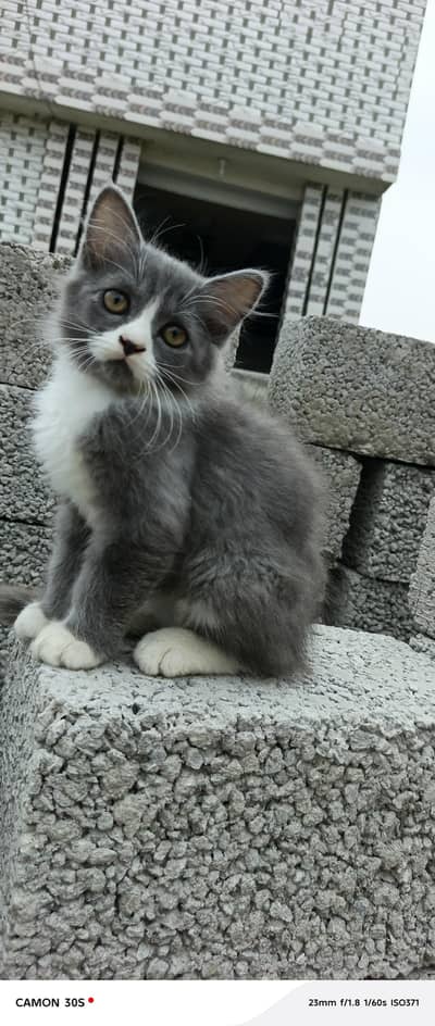 cat baby for sale