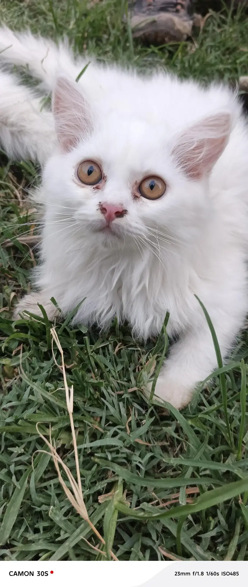 cat baby for sale — photo 4