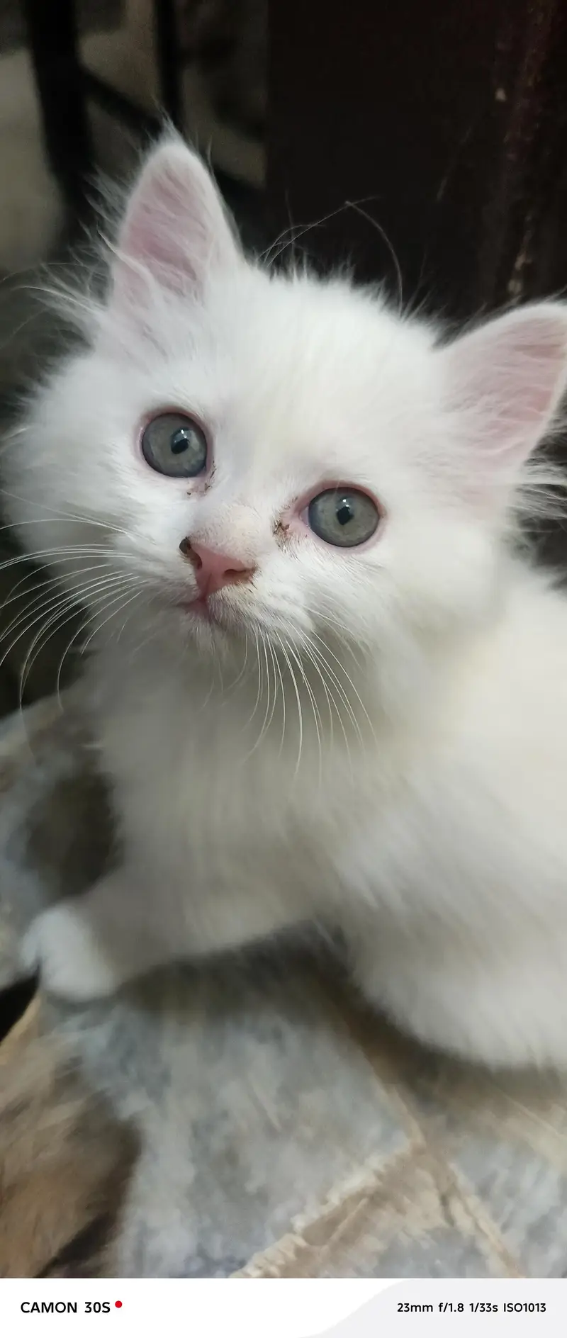 cat baby for sale — photo 5