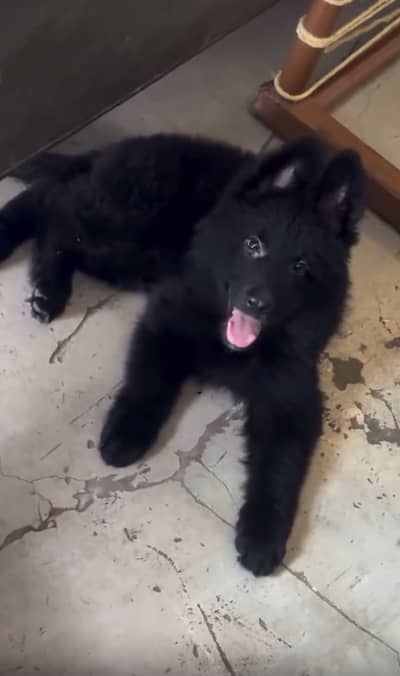 German shepherd long coat puppy